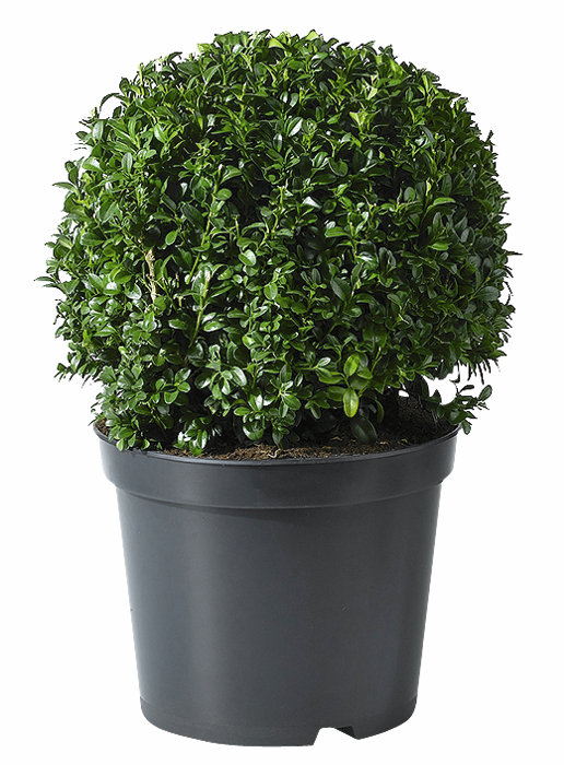 Buksbom kuleformet i 23 cm potte